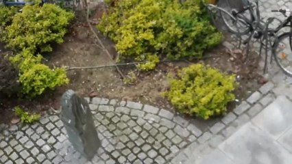 rats spotted in edinburgh