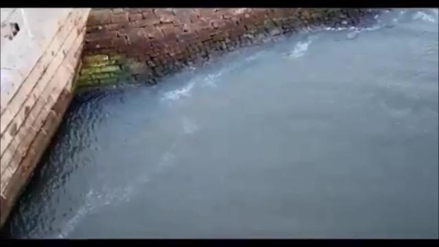 Seal spotted at Seaham Harbour