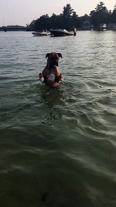 Doggo Stands up While Searching for Toy