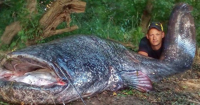 Un pêcheur a sorti un véritable monstre de l'eau : un silure de 2,58 mètres