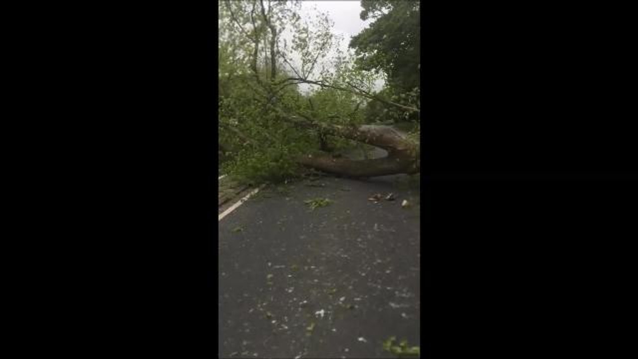Fallen tree Hassocks A273
