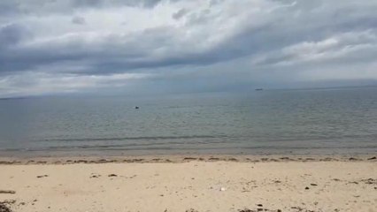 Dolphins in the Forth