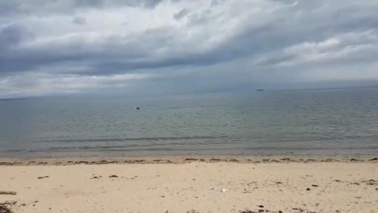 Dolphins in the Forth