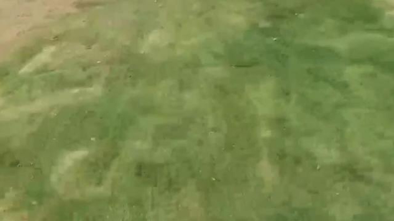 Big cat