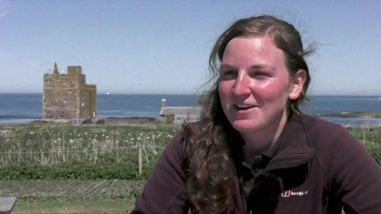 Monitoring puffins on the Farne Islands.