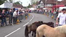 Wickham Horse Fair 2019