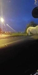 Horses being rounded up on Gelderd Road last night.