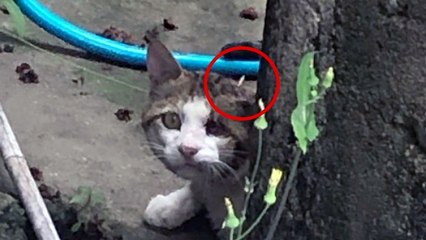 [영상] 머리에 못 박힌 고양이 목격...학대 의심 / YTN