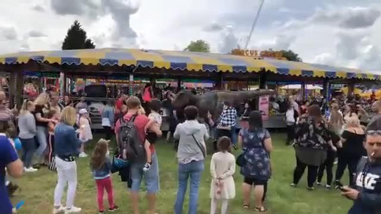Dinosaur video