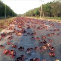The Migration Of Christmas Red Crabs
