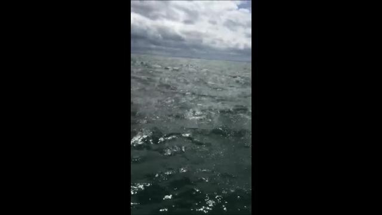 A pod of dolphins spotted in Roker, Sunderland