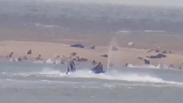 Individuals on jet skis 'disturb' seals at Skegness