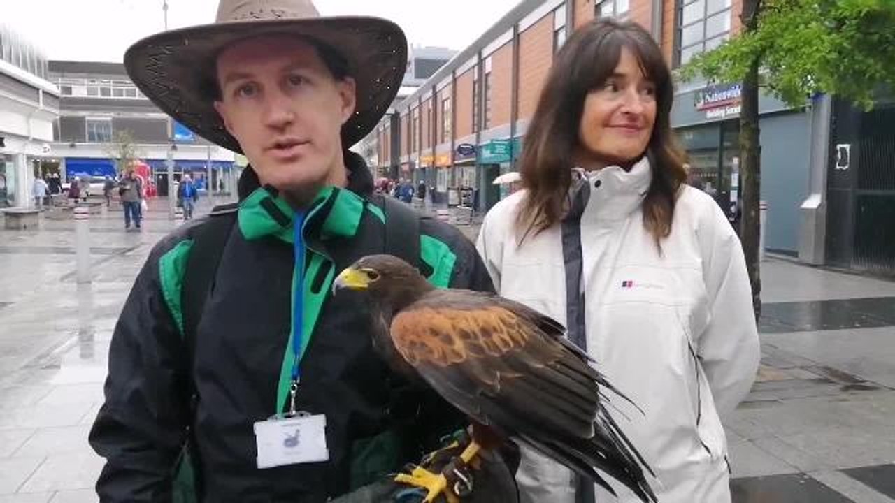 A harris hawk has been brought in to keep seagu...