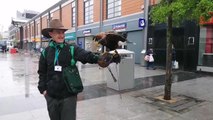 Seagulls are threatened by Aristotle, the Harris hawk, ahead of the Sunderland Food and Drink Festival