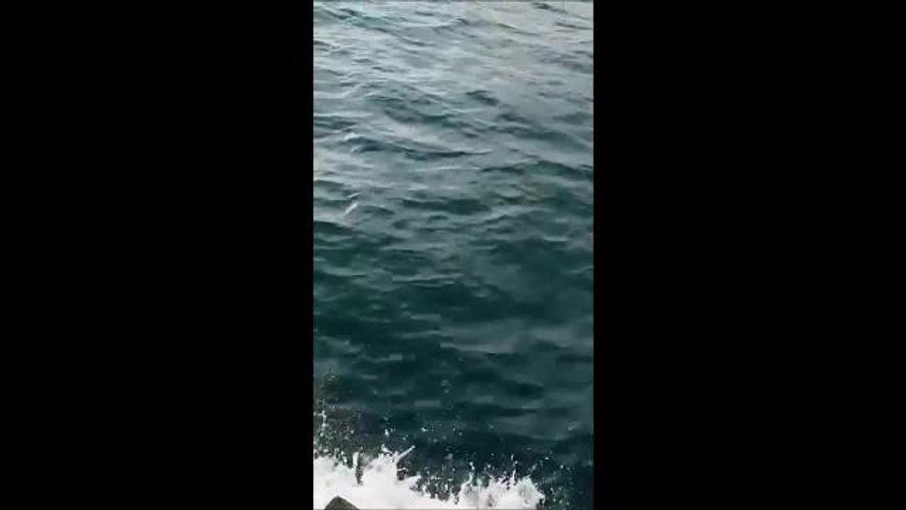 Dolphins spotted off Brighton coast