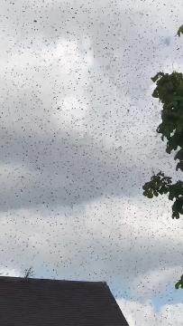 Swarm of bees spotted in South Yorkshire village