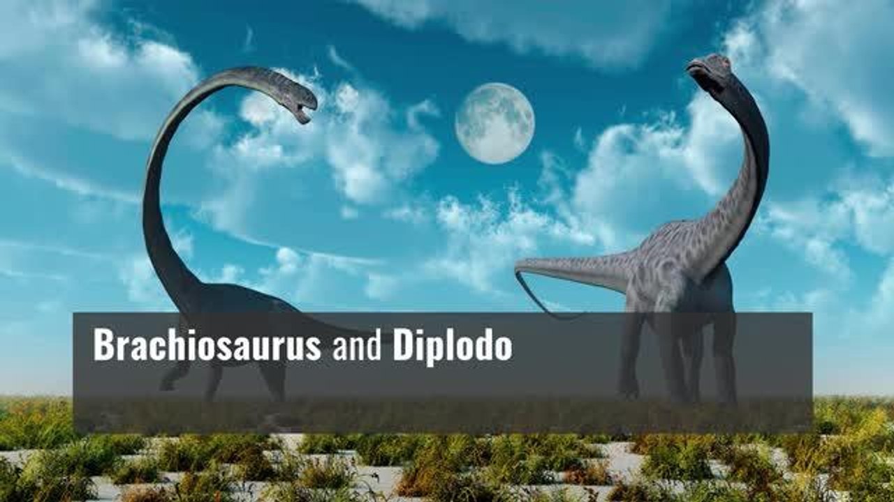 Meet the dinosaurs