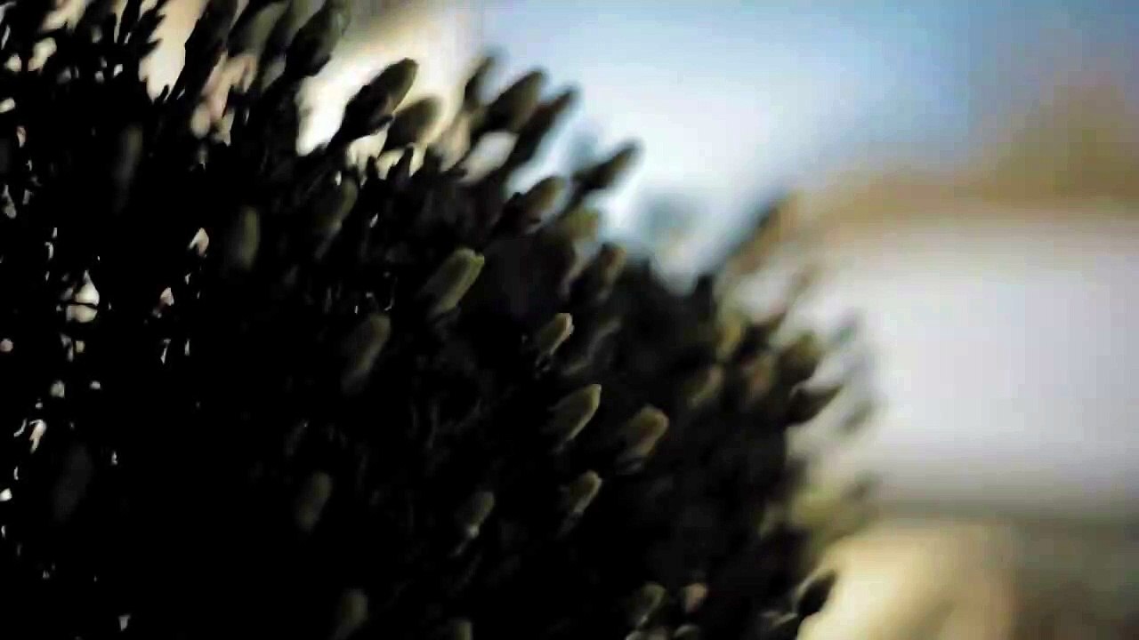 flower open and close