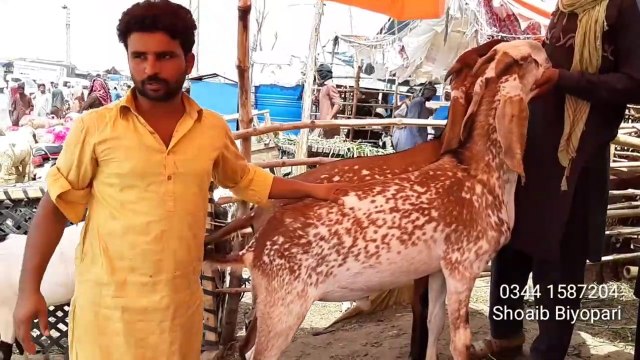 Sub ki Request per Shoaib k Lajawab Bakra k Jaiz Rates - Bakra Mandi Pakistan 2019 -