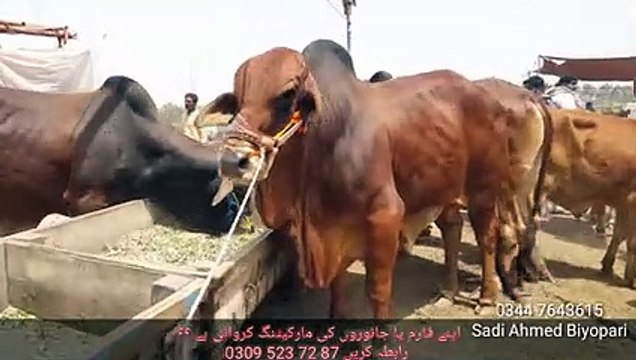 Heaviest Sahiwal Cow Bulls in Lahore Bakra Mandi Pakistan 2019 -