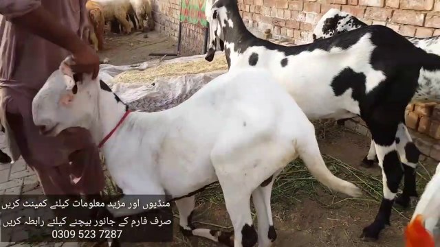 Sub ki Requests Halke Bakray Lahore Bakra Mandi 2019 Rates HIGH or LOW - Bakra Eid 2019