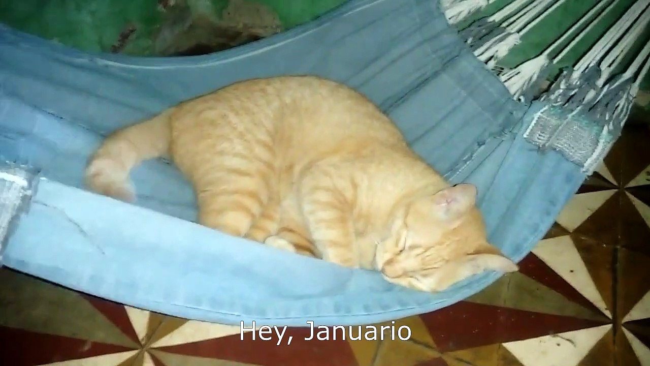 Sleepy Head Won't Wake Up