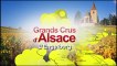 Grands crus d'Alsace : L'Engelberg