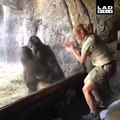Ce gorille imite son soigneur : tellement drôle
