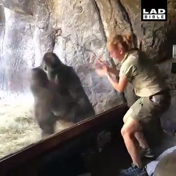 Ce gorille imite son soigneur : tellement drôle