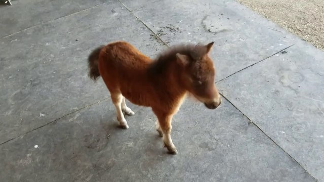 Quoi de plus adorable que ce mini cheval