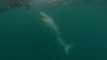 Un grand requin blanc approche d'un plongeur pour le mordre