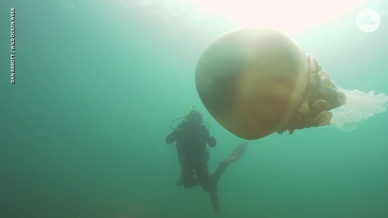 Un plongeur nage à côté d'une méduse aussi grosse que lui. Animal géant