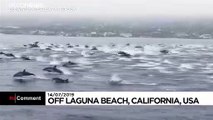 ABD'de sörfçüyle yüzen yüzlerce yunus görenleri şaşırttı