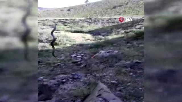 Balıkçı yılanı, yılan balığı avladı