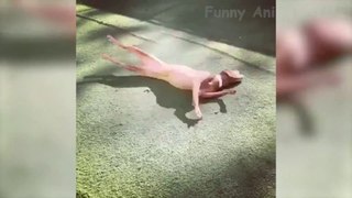 funniest_dogs_and_cats_awesome_funny_pet_animals_life_videos