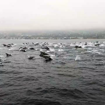 Witnessing Dozens Upon Dozens of Dolphins