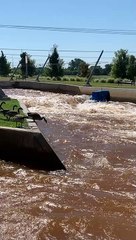Canadian Geese Go Surfing