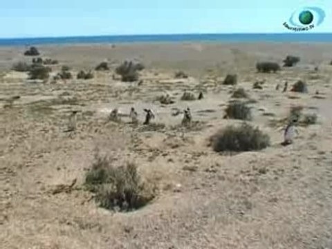 Argentine: La Réserve de Punta Tombo