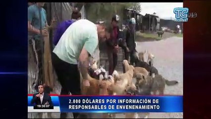 Recompensa por información sobre responsables de envenenamiento a perros