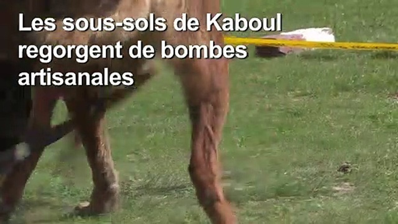 Des chiens s'entraînent à détecter des explosifs à Kaboul