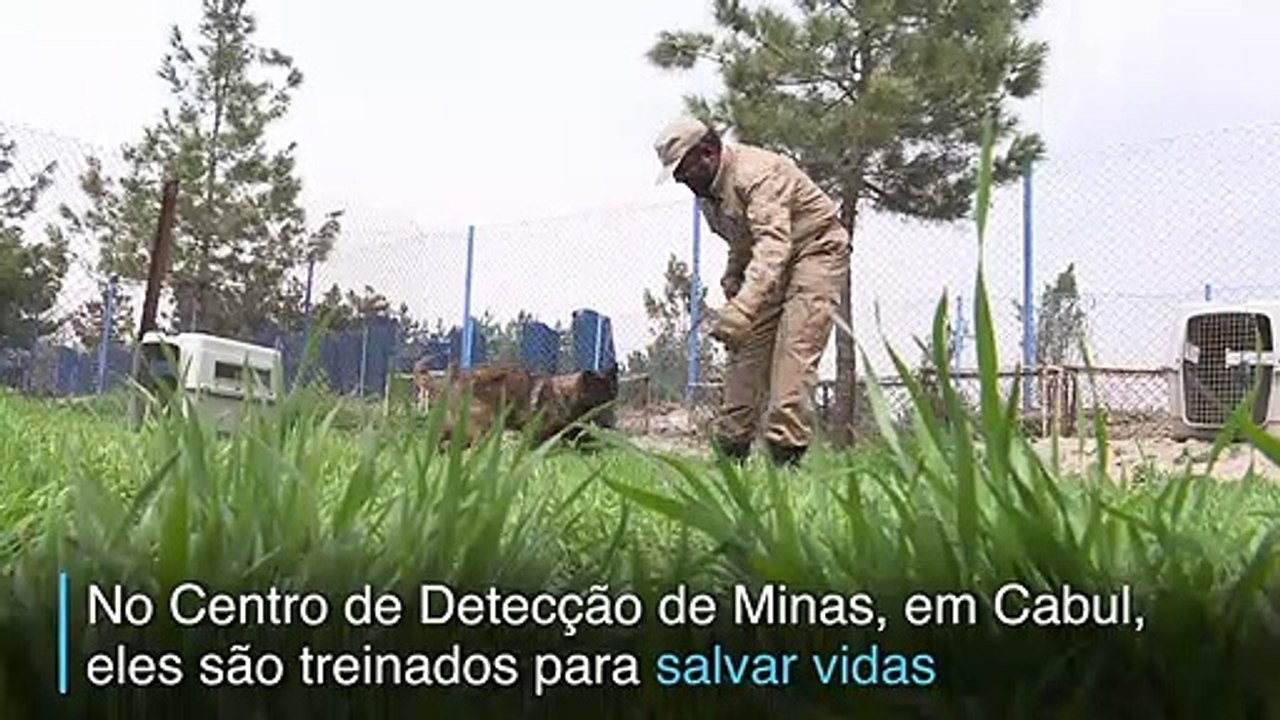 Melhor amigo e salva-vidas