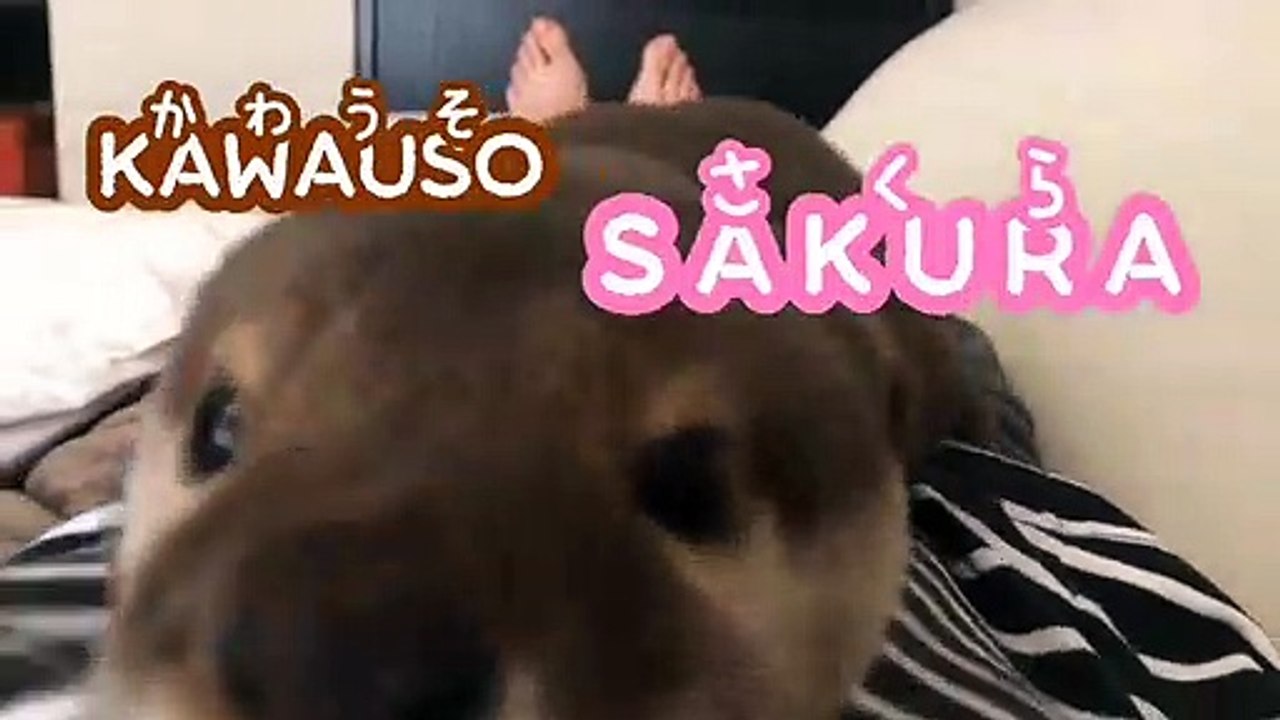 カワウソさくら カワウソvs.おねだりカワウソ Otter and otter plush toy_2