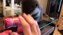 カワウソさくら 飼い主の持ち物に執着がありすぎるカワウソ Otter who want to steal_2