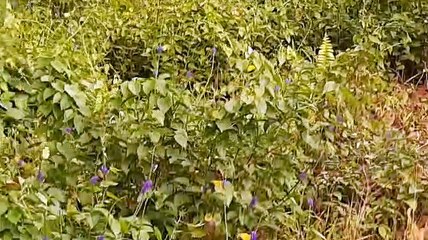 86 FLASH! Fenomena Langka, Ribuan Kupu-Kupu Beterbangan di Pinggir Jalan Gunung Selatan Pagi-Pagi