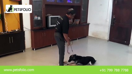 Dog Trainers in Hyderabad, Bangalore and Mumbai - Petsfolio.com