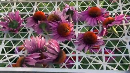 Van Gölü kıyısında lavanta ve ekinezya hasadı