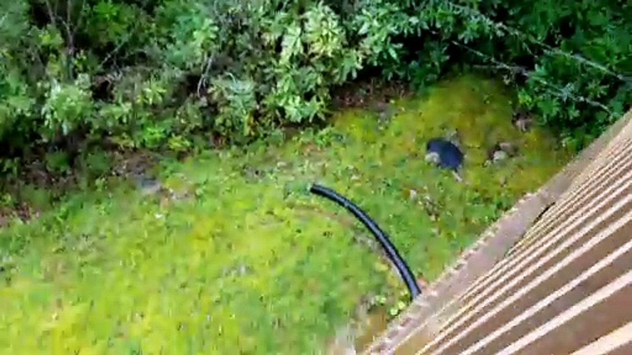 Bear Climbs Balcony to Say Hello