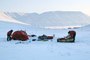 Un record absolu de chaleur enregistré au Pole Nord