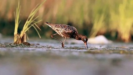 Tarkan’dan #Gedizmirasımızdır kampanyasına destek çağrısı