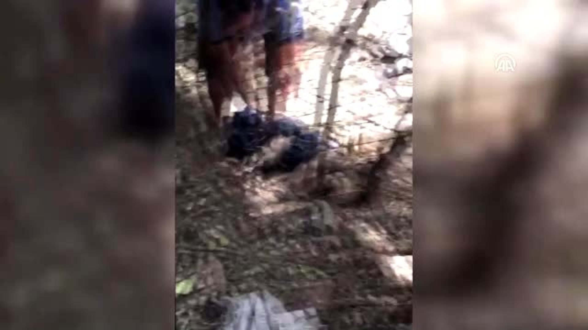 Tellere sıkışan yaban domuzunu kurtardılar